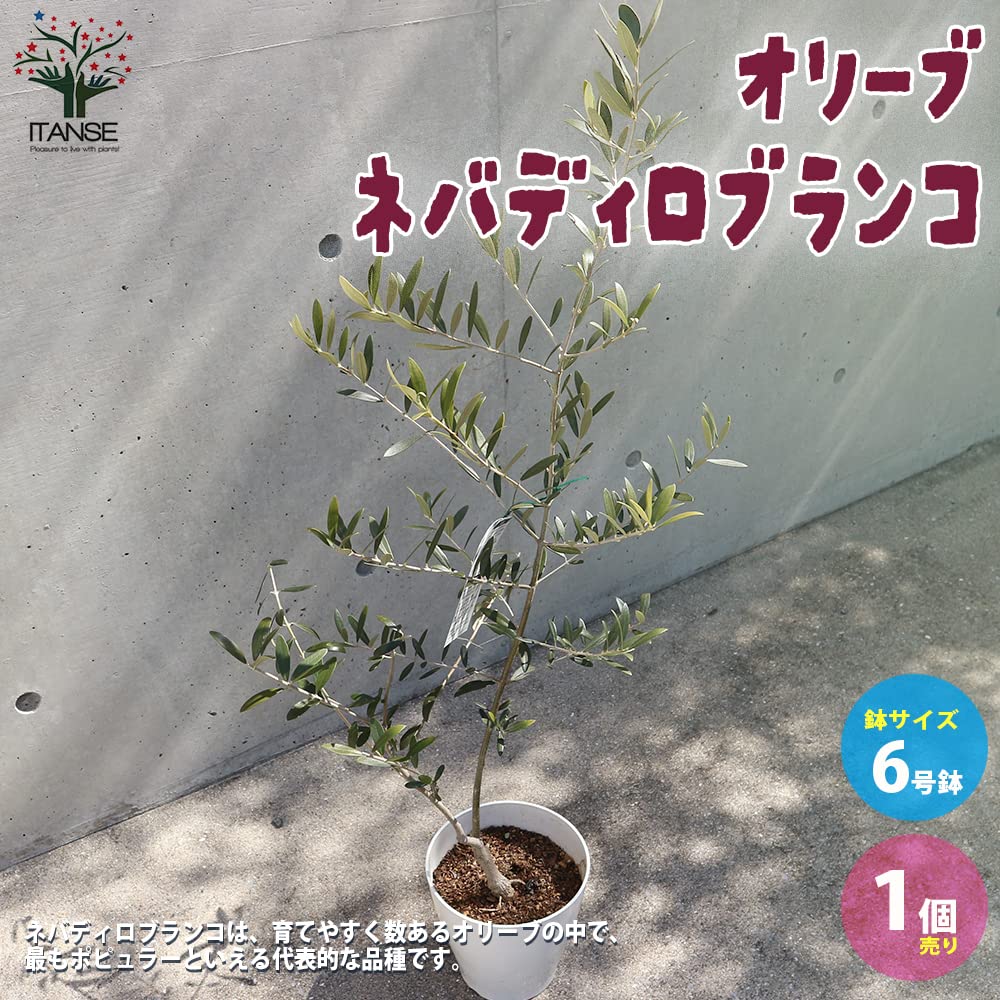 Amazon.co.jp: オリーブの苗木 品種:ネバディロブランコ 6号鉢 Amazon.co.jp: オリーブの苗木 品種:ネバディロブランコ 6号鉢